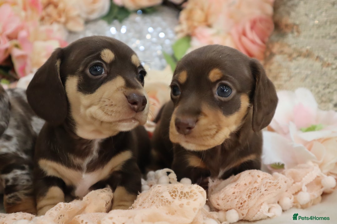 Miniature Dachshund dogs for sale: KC Registered Miniature Dachshund Puppies - Image 4