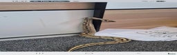 Snake reptiles for sale: Male lesser royel python for rehome  - Advert 2