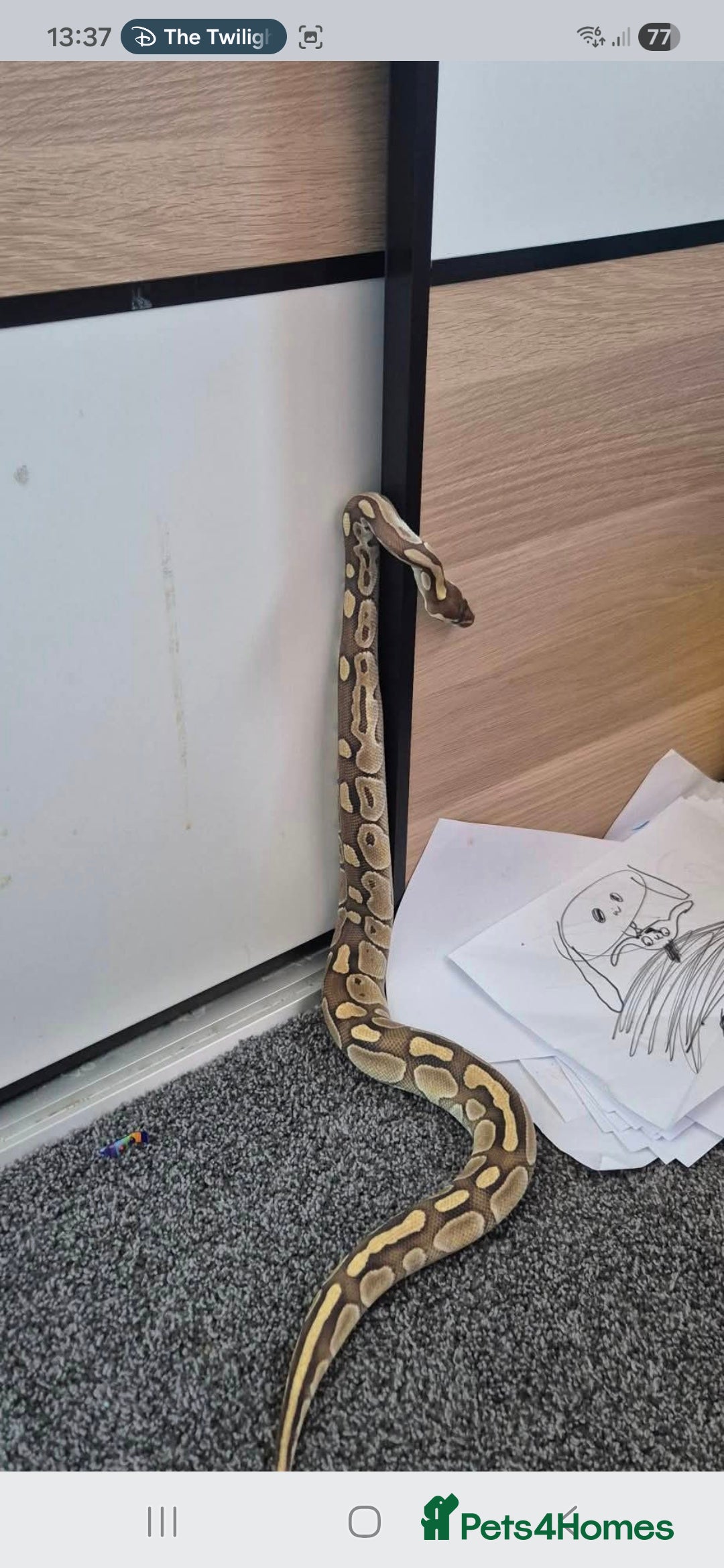 Snake reptiles for sale: Male lesser royel python for rehome  - Advert 2