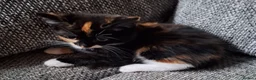 Mixed Breed cats for sale: Beautiful kittens 😻 ready for a new home  - Advert 7
