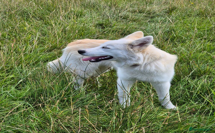 Alaskan Malamute dogs in Bury - Advert 1