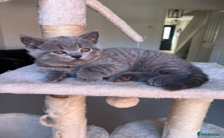 British Shorthair cats - Advert 3