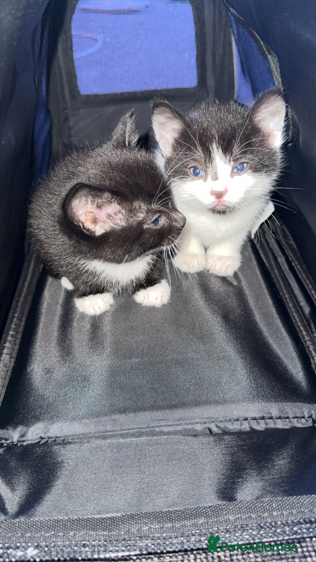 Mixed Breed cats for sale: Two young kittens for sale  - Advert 12