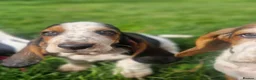 Basset Hound dogs for sale: Beautiful Basset Hounds Ready now - Advert 3