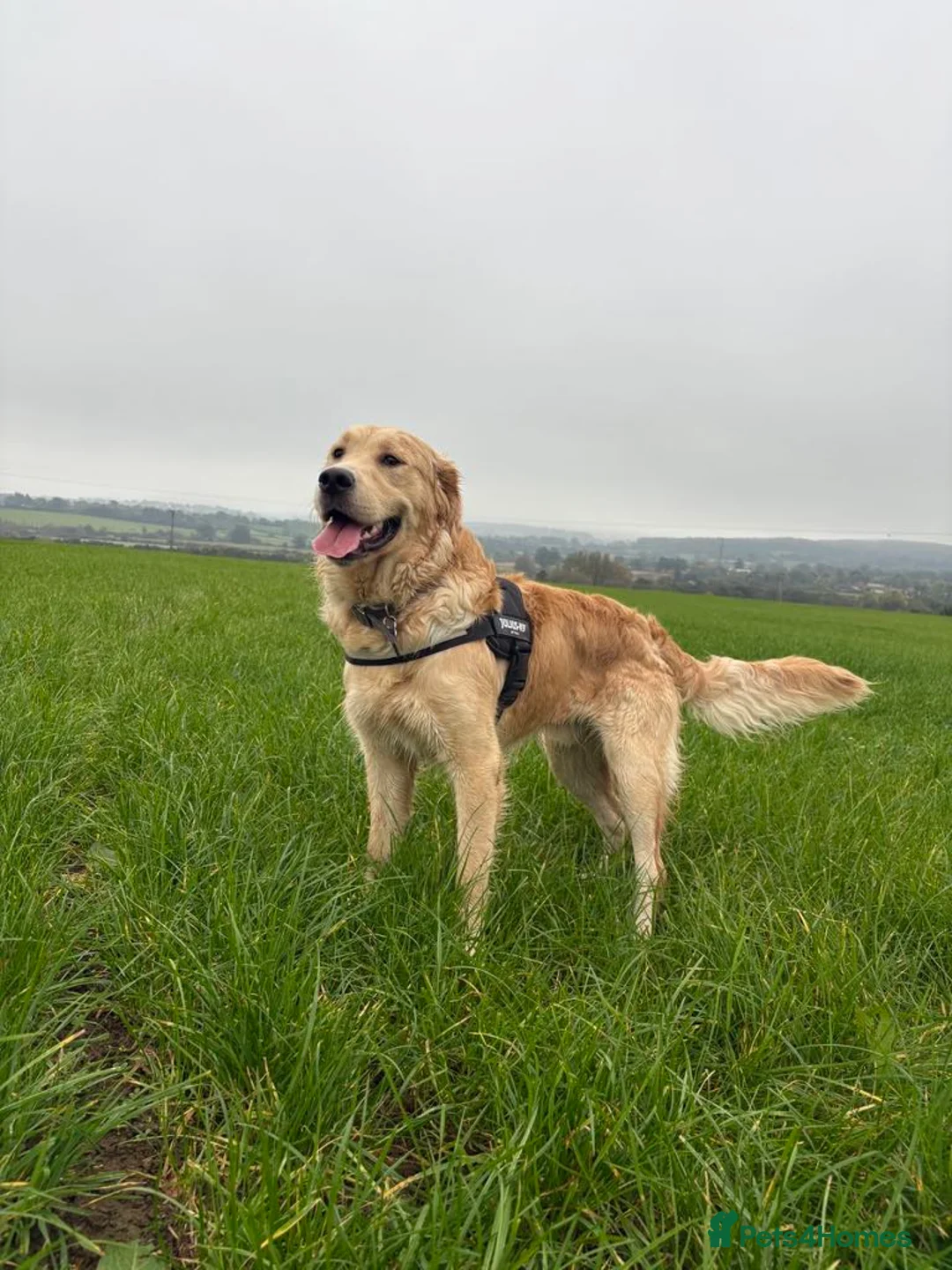 Golden Retriever dogs for stud: Handsome Golden boy for stud  in Frome - Advert 3