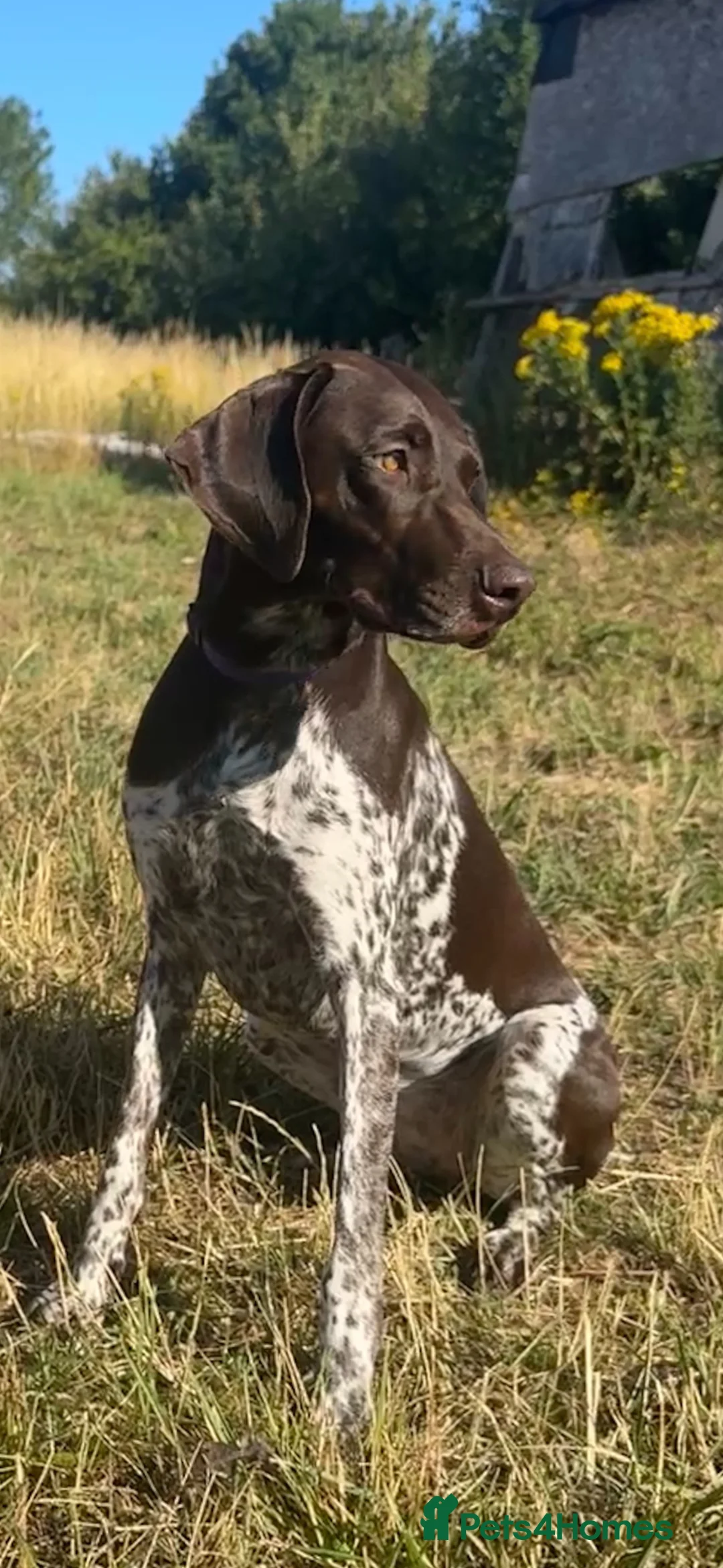 German Shorthaired Pointer dogs for sale: German Shorthaired Pointer Puppies KC Registered - Advert 2
