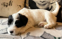 Sealyham Terrier dogs for sale: Quality KC registered Sealyham Terrier pups - Image 16