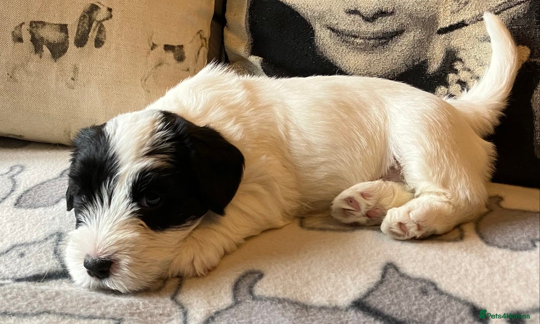 Sealyham Terrier dogs for sale: Quality KC registered Sealyham Terrier pups - Image 16