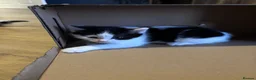 Mixed Breed cats for sale: 3 kittens for sale  - Advert 10