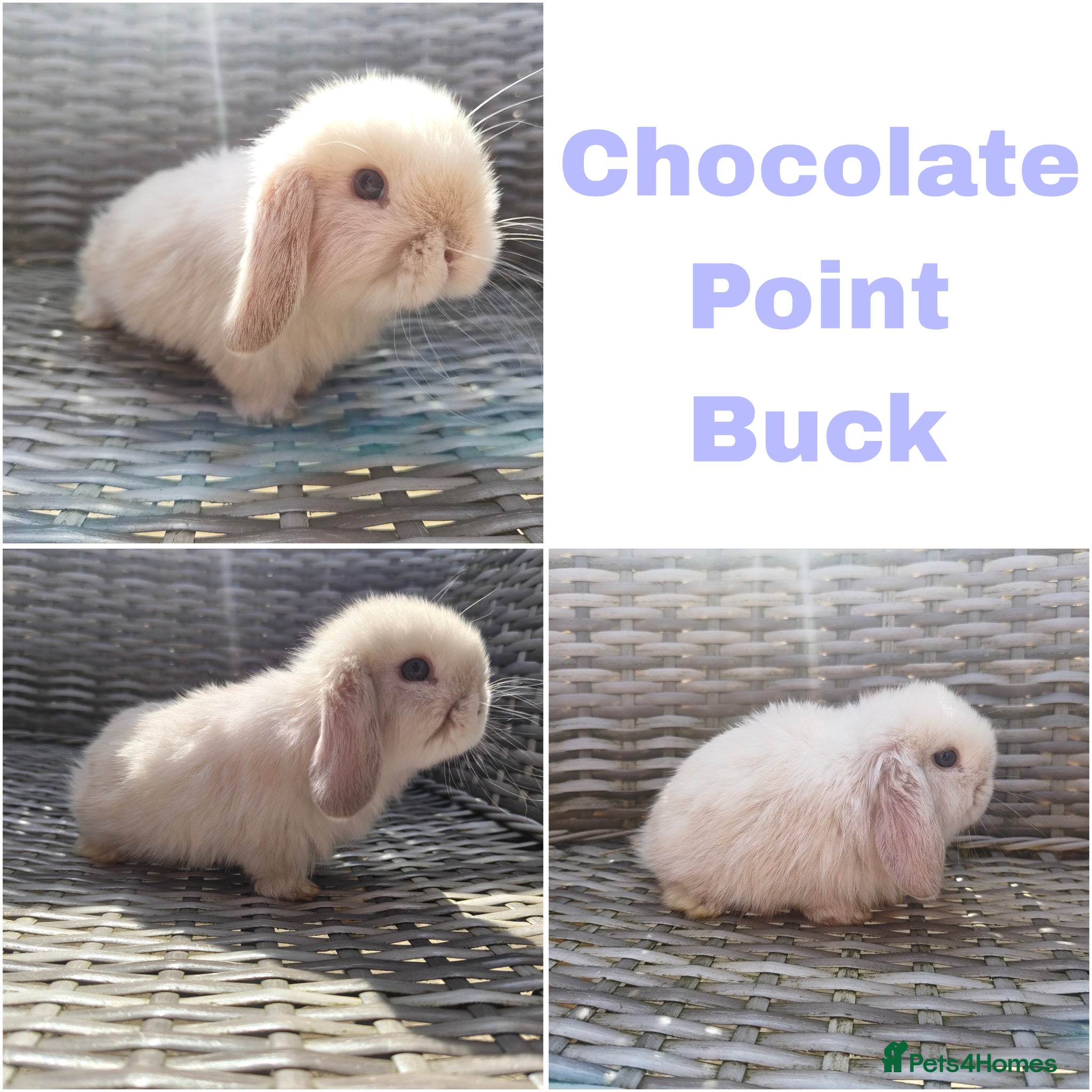 Mini Lop rabbits Stunning mini lops available for reserve  - Advert 8