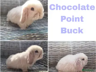 Mini Lop rabbits Stunning mini lops available for reserve - Advert 8