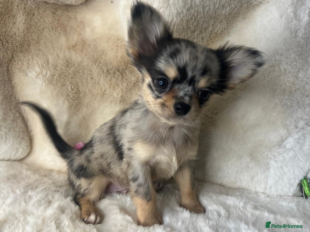 Chihuahua dogs for sale: Chihuahua long coat. Marble  - Image 4