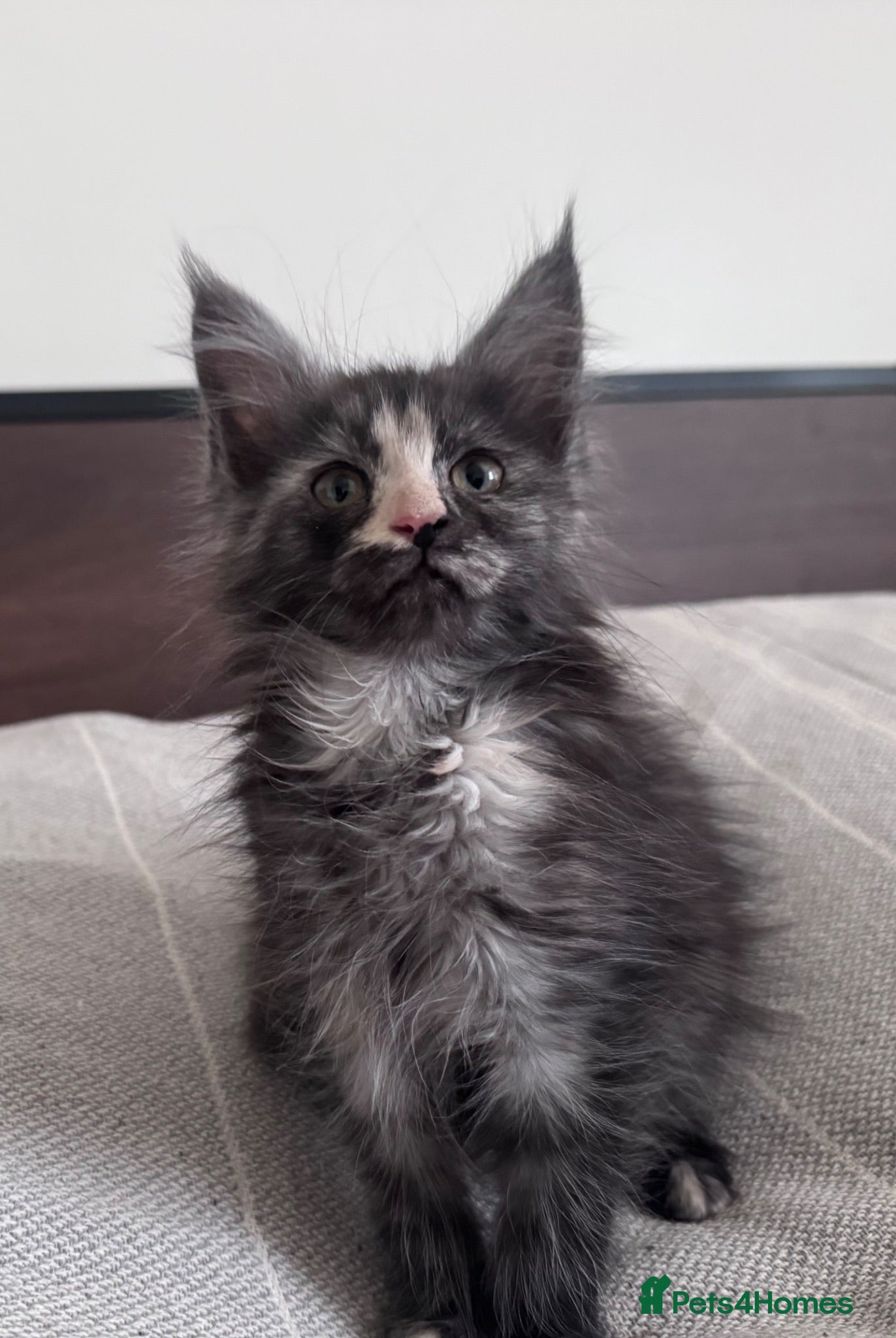 Maine Coon cats Maine Coon active kittens  - Advert 17