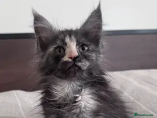 Maine Coon cats Maine Coon active kittens - Advert 17