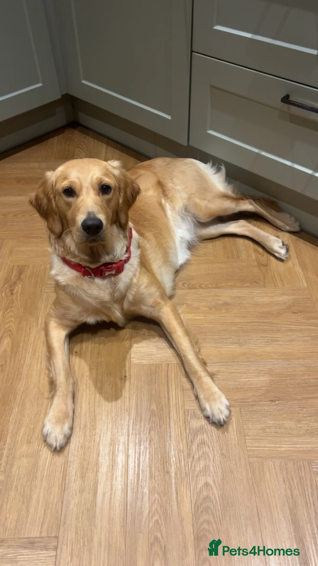 Golden Retriever dogs for sale: Exceptional Golden Retriever-Loving Temperament  in Port Talbot - Advert 4