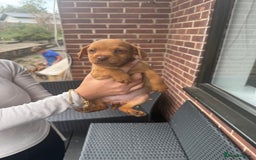 Patterdale Terrier dogs for sale: Patterdale fell terriers  - Image 15