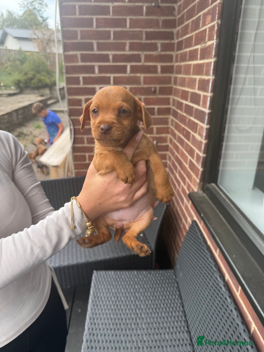 Patterdale Terrier dogs for sale: Patterdale fell terriers  - Image 15