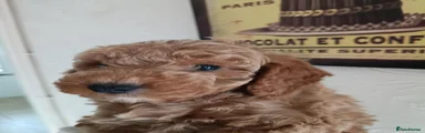 Cockapoo 3 spot