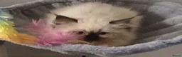 Siberian cats for sale: Pure Siberian kittens for sale - Advert 11