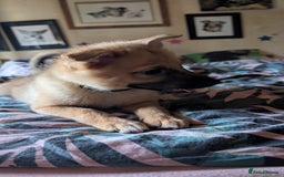 Mixed Breed dogs for sale: 1 girl and 1 boy available now  in London - Image 6