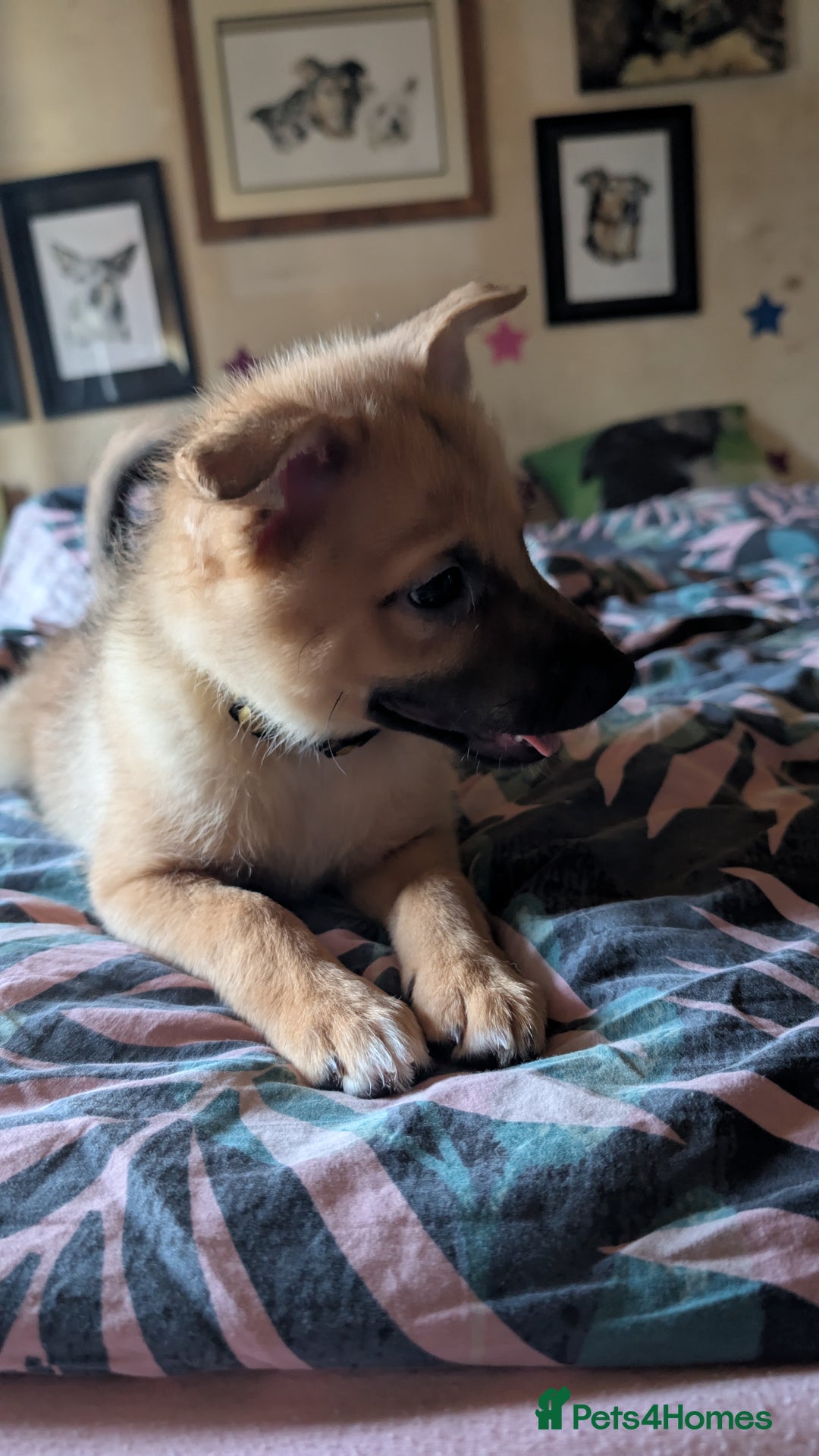 Mixed Breed dogs for sale: 1 girl and 1 boy available now  in London - Image 6