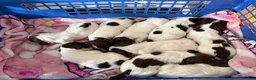 English Springer Spaniel dogs for sale: Litter of springer spaniel puppies!  - Advert 20