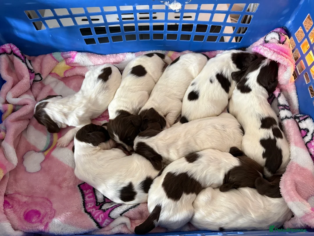 English Springer Spaniel dogs for sale: Litter of springer spaniel puppies!  - Advert 20