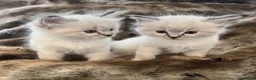 Ragdoll cats for sale: Outstanding GCCF Seal Lynx Ragdoll Kittens 🐾 - Advert 22