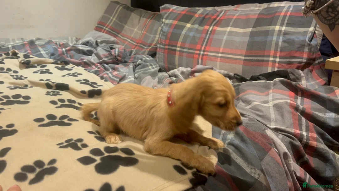 Cockapoo dogs for sale: Cocker spaniel/ cocapoo  - Advert 37