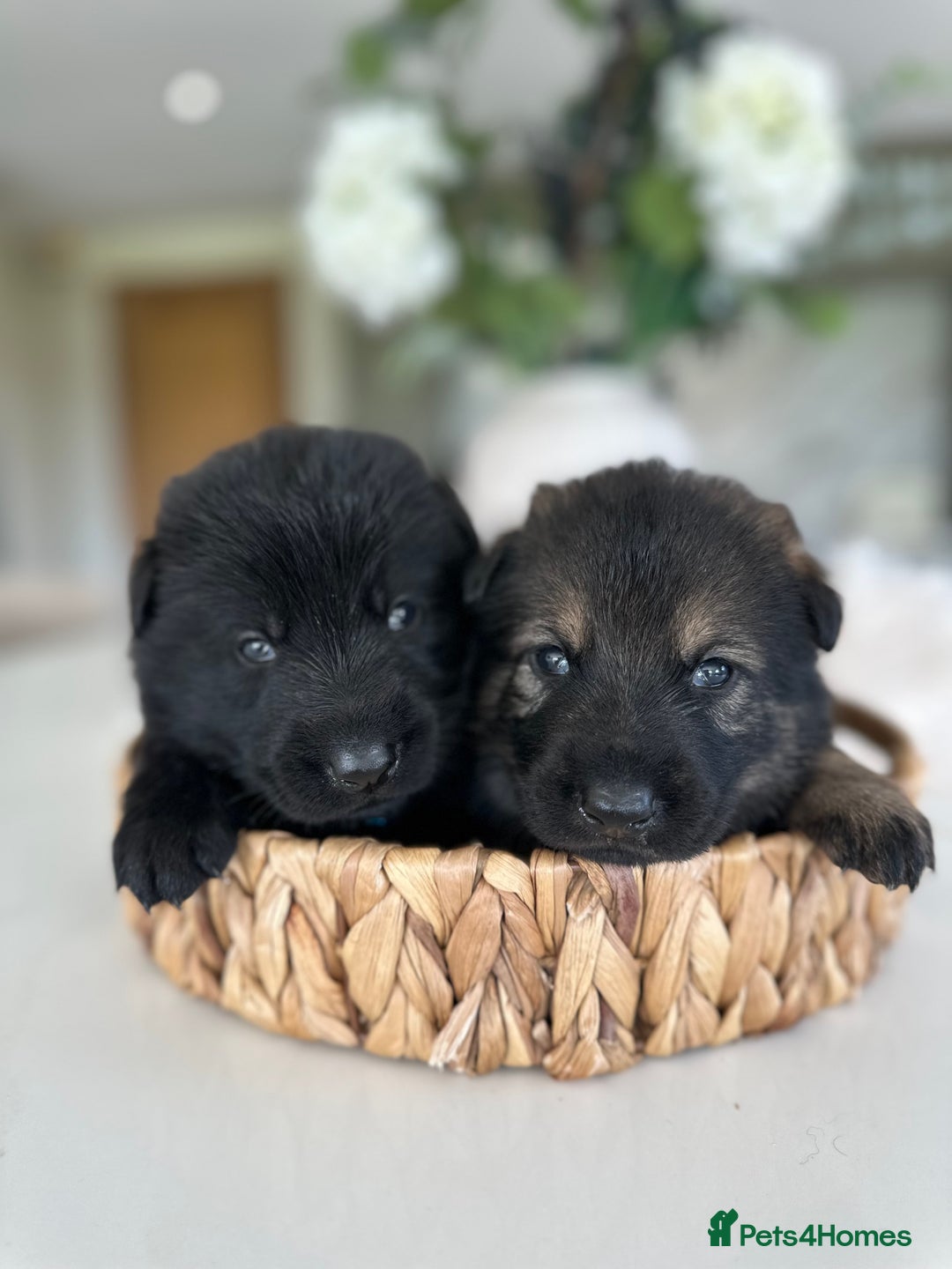 German Shepherd dogs for sale: Outstanding KC Working Line German Shepherd Pups - Image 8