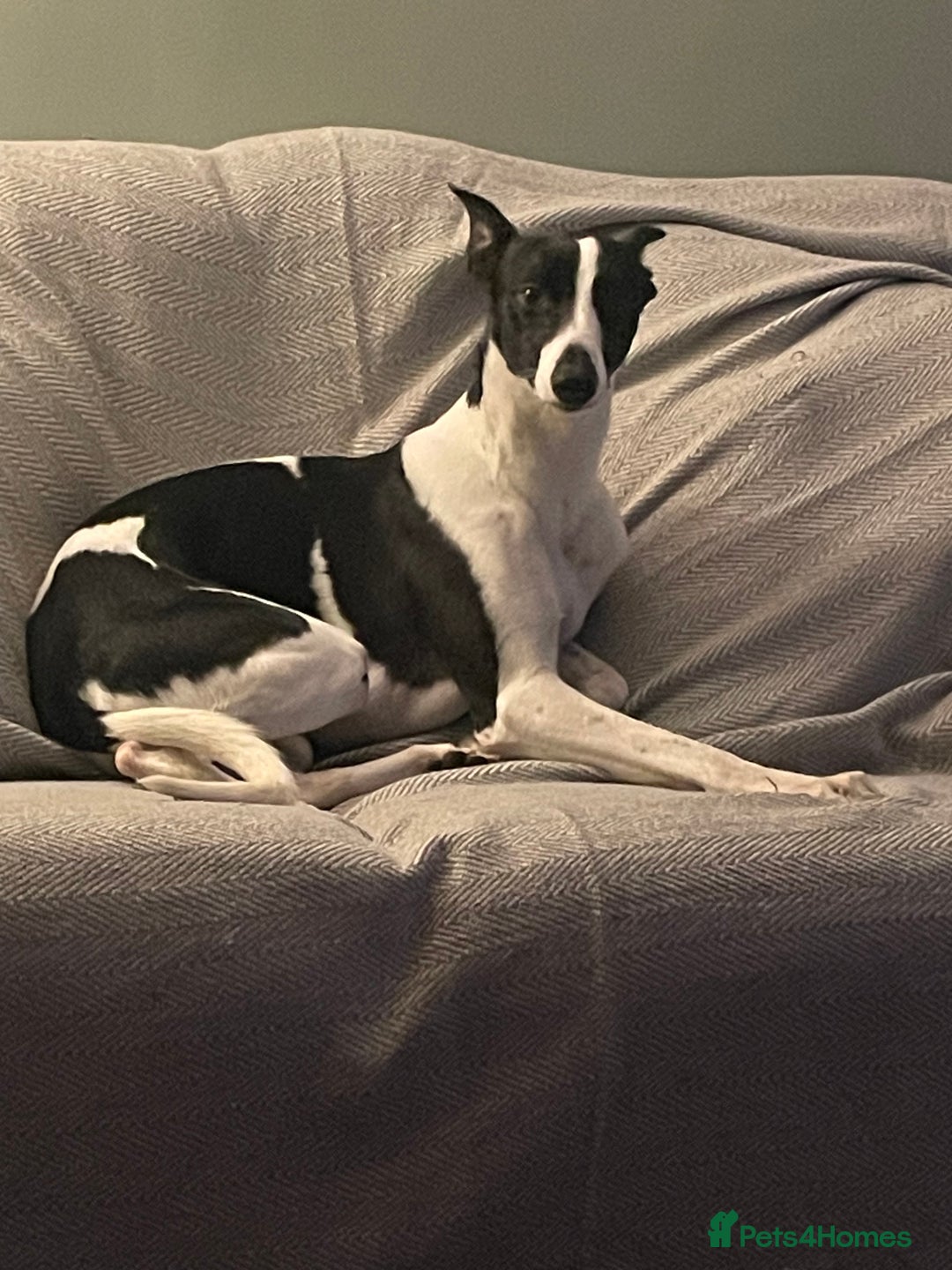 Whippet dogs for sale: Beautiful whippet puppies  - Advert 12