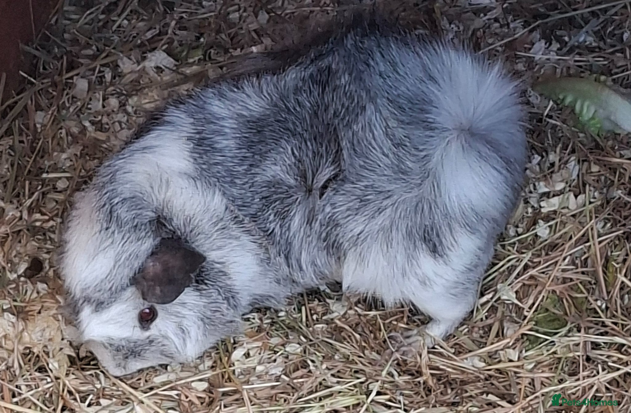Guinea Pig rodents Male guinea pig - Advert 1