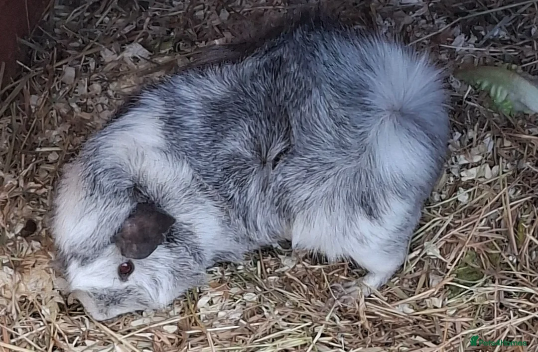 Guinea Pig rodents for sale: Male guinea pig in Sudbury - Advert 1
