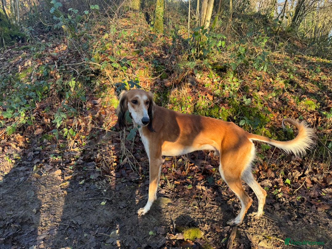 Saluki dogs for sale: 2 year old kc saluki male  - Image 3