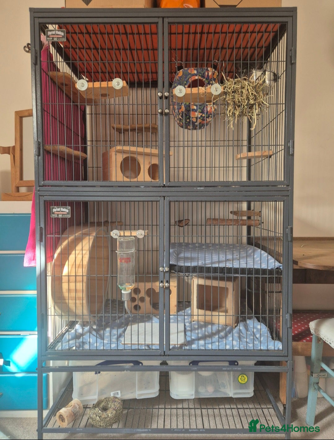 Chinchilla rodents for sale: Chinchilla for rehoming - Image 4