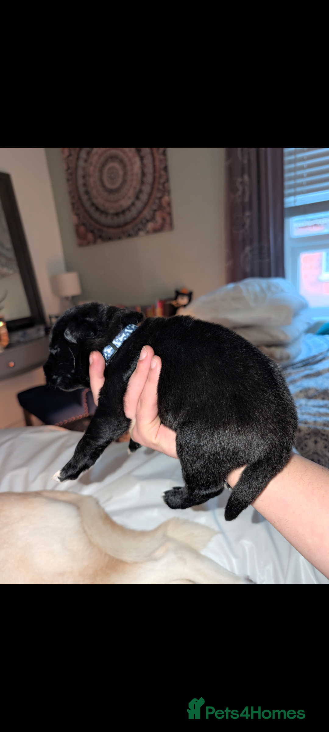 Mixed Breed dogs for sale: Gerhusky kelpie Labrador mix - Advert 12