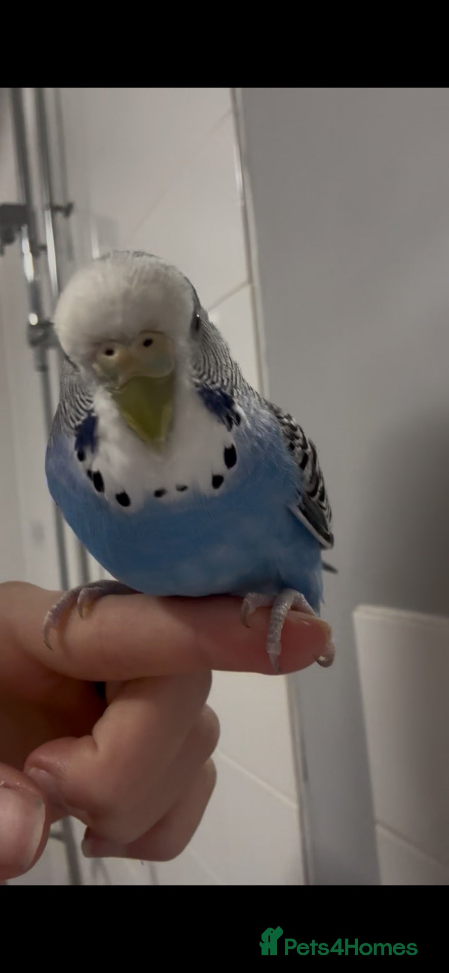Budgerigars birds Lovely budgie for sale (comes with a cage) - Advert 1