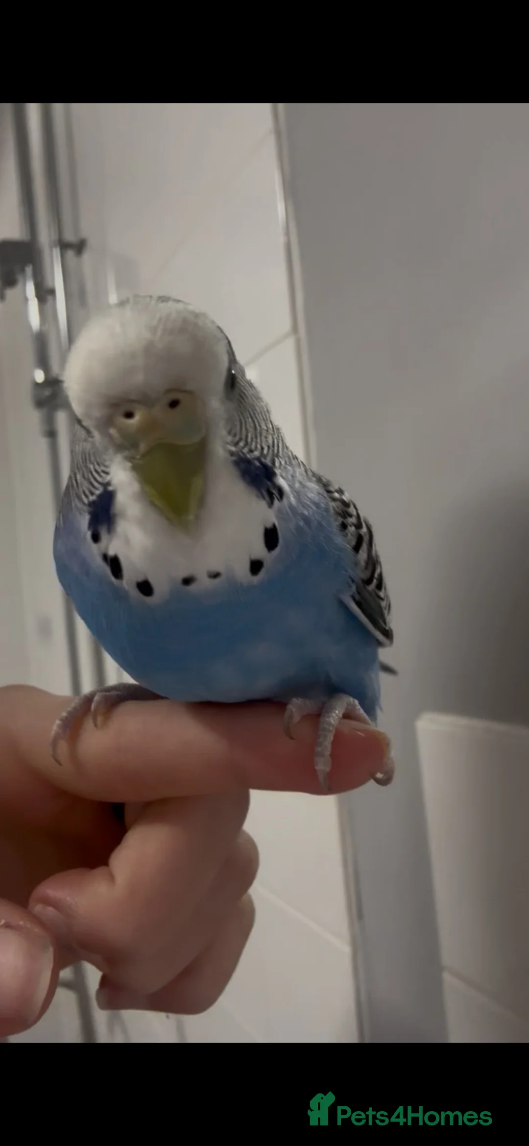 Budgerigars birds for sale: Lovely budgie for sale (comes with a cage) - Advert 1
