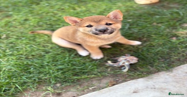 Japanese Shiba Inu dogs - Advert 1