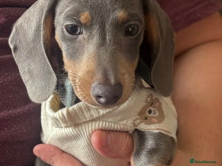 Dachshund dogs Miniature dachshund - Advert 1