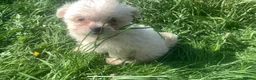 Mixed Breed dogs for sale: Maltese/chihuahua (malchi) pups - Advert 9