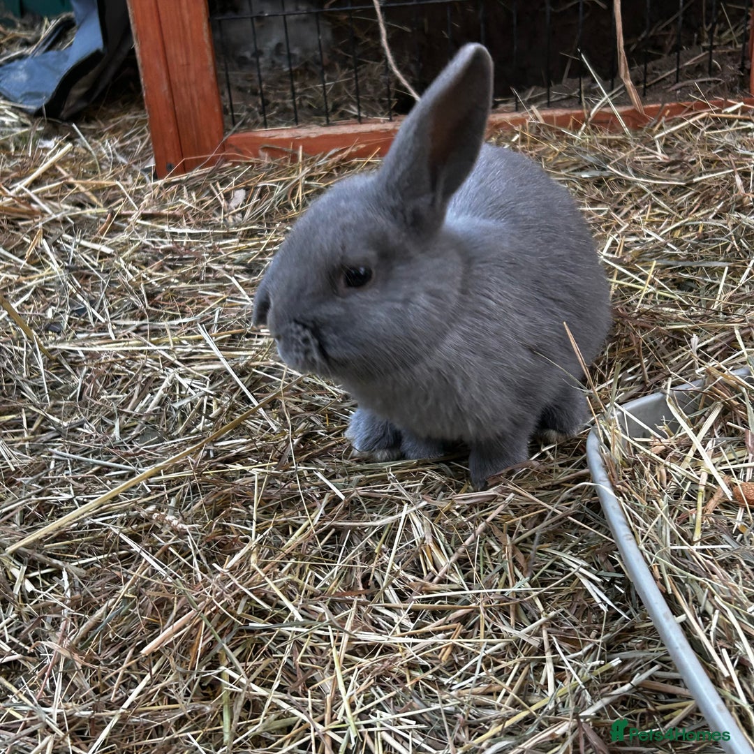 Mixed Breed rabbits for sale: Adorable Mini lop mix loin head babies  - Advert 3
