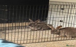 Netherland Dwarf rabbits for sale: Two greymale rabbits for sale - Image 2