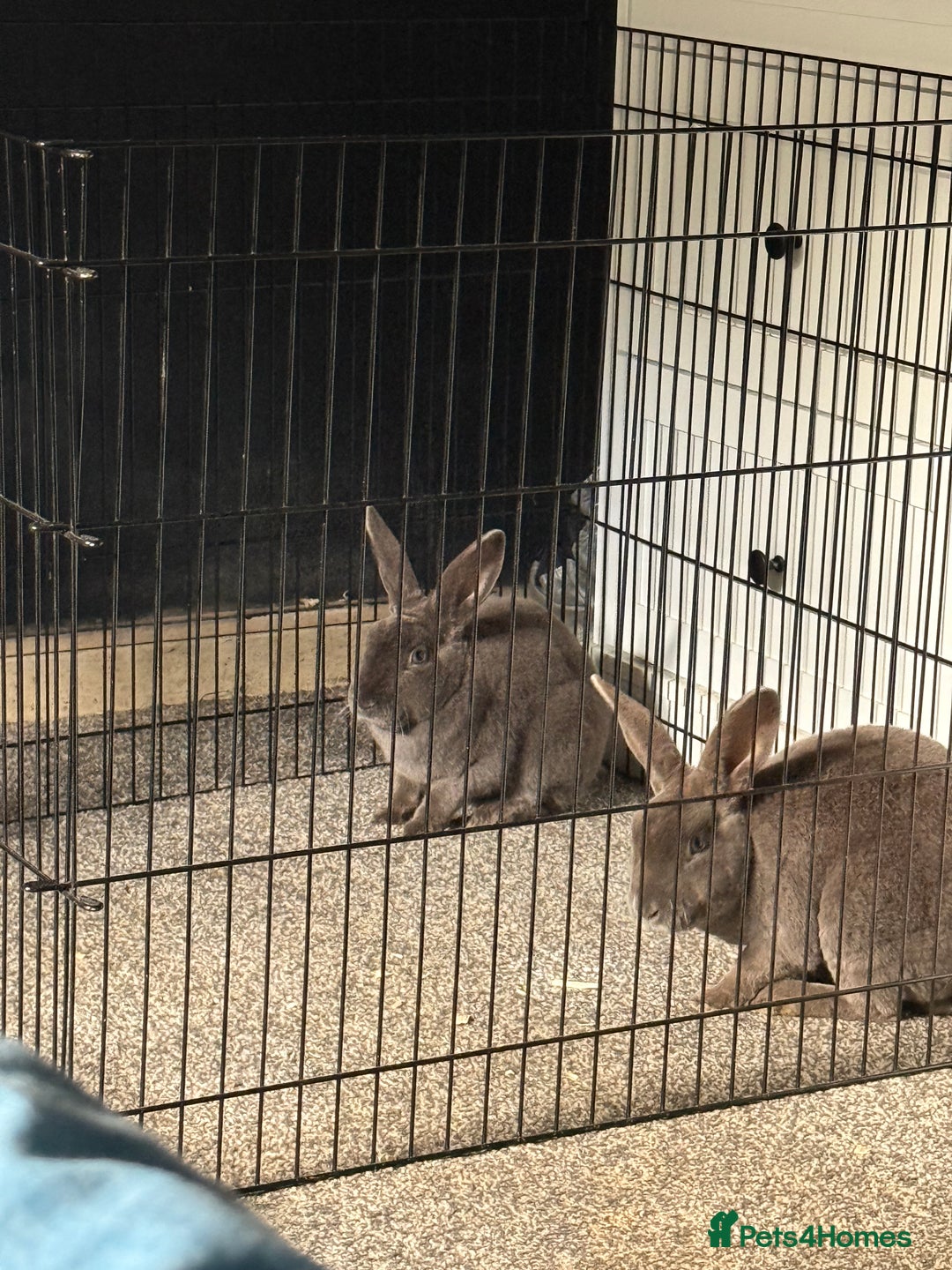 Netherland Dwarf rabbits for sale: Two greymale rabbits for sale - Image 2