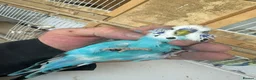 Budgerigars birds for sale: Budgies for sale  in Spalding - Advert 17