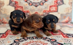 Miniature Dachshund dogs for sale: Mini Dachshund puppies, PRA clear, health tested - Image 9