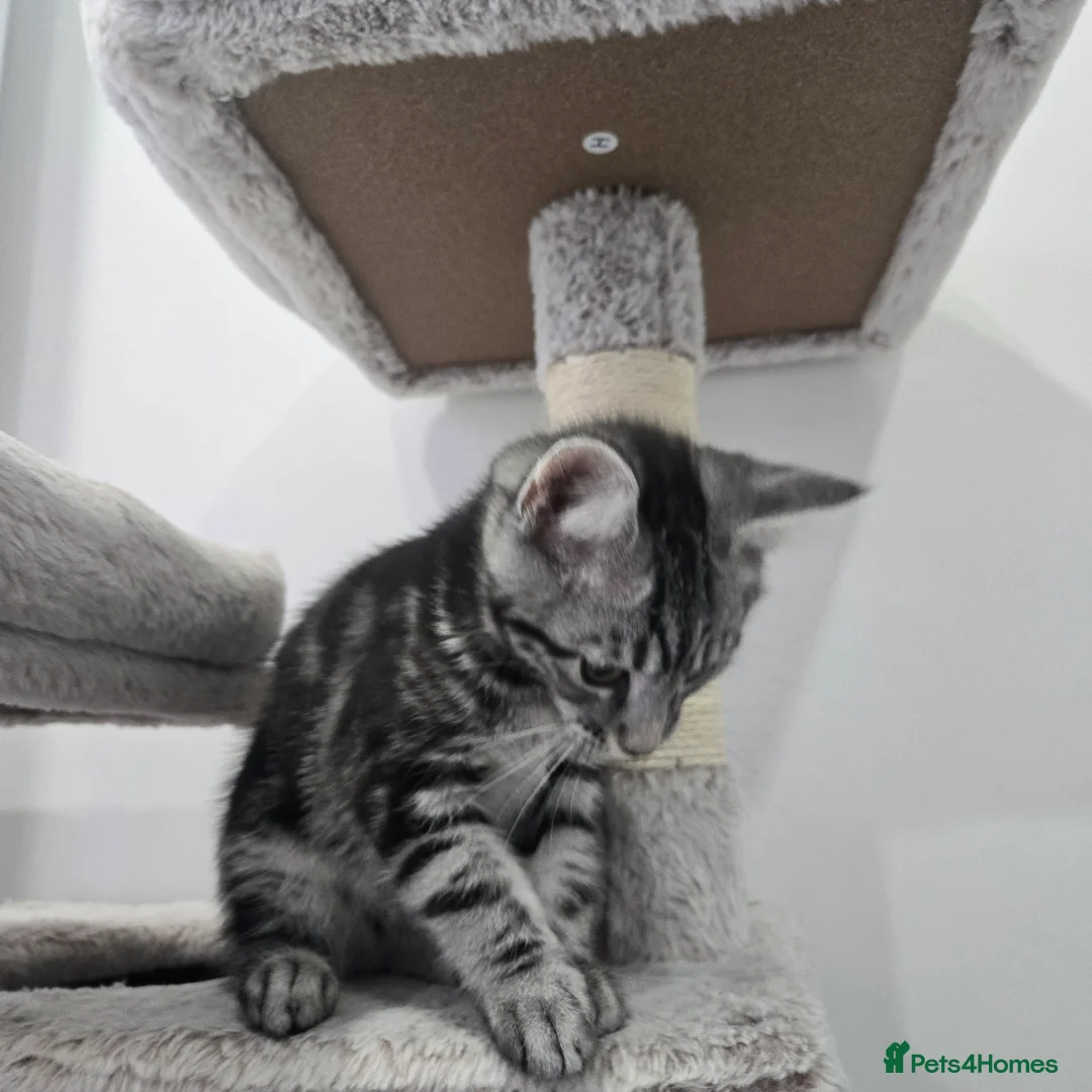 Maine Coon cats for sale: Maine coon x kittens - Advert 7