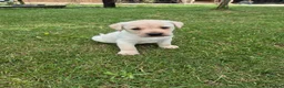 Labrador Retriever dogs for sale: 🐾 Beautiful Labrador Puppies – KC Registered 🐾 - Advert 1