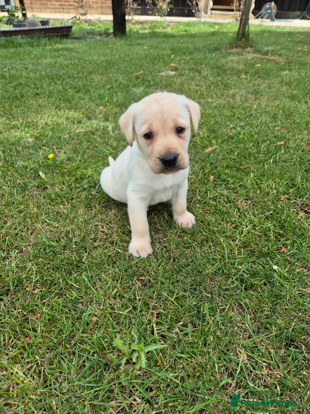 Labrador Retriever dogs for sale: 🐾 Beautiful Labrador Puppies – KC Registered 🐾 - Advert 1
