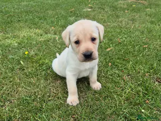 Labrador Retriever dogs for sale: 🐾 Beautiful Labrador Puppies – KC Registered 🐾 - Advert 3